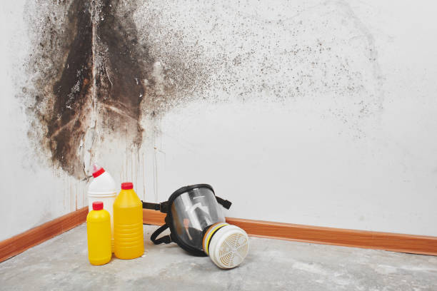 Best Fast Mold Removal  in Lowell, OR