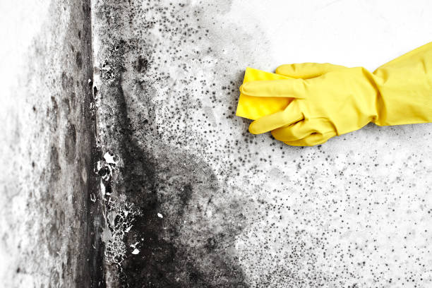 Best Black Mold Removal  in Lowell, OR