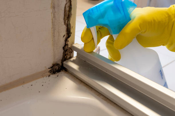 Best Toxic Mold Removal  in Lowell, OR