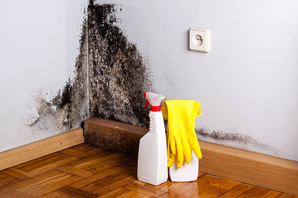 Best Professional Mold Removal  in Lowell, OR